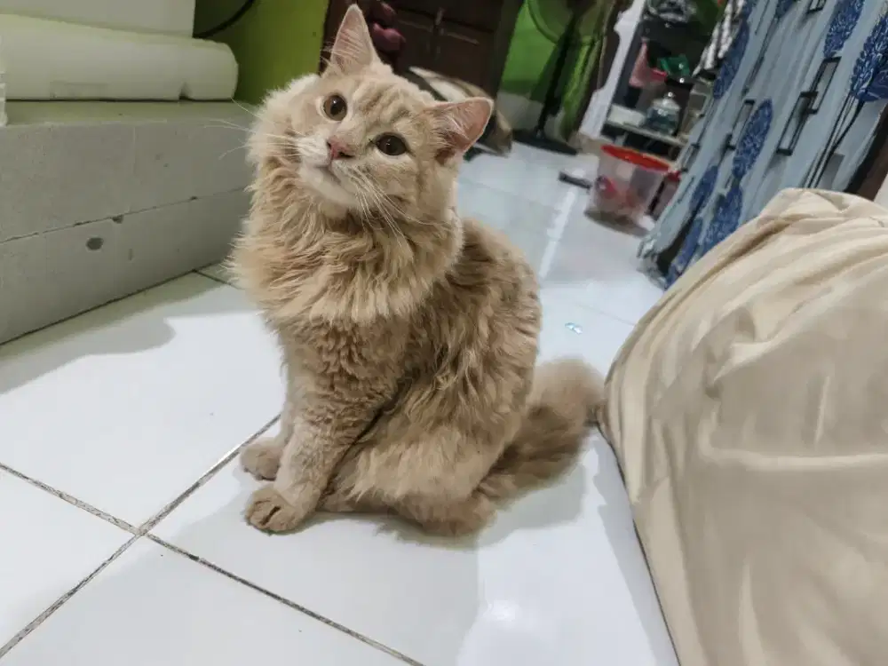Sepasang Kucing persia x mainecoon