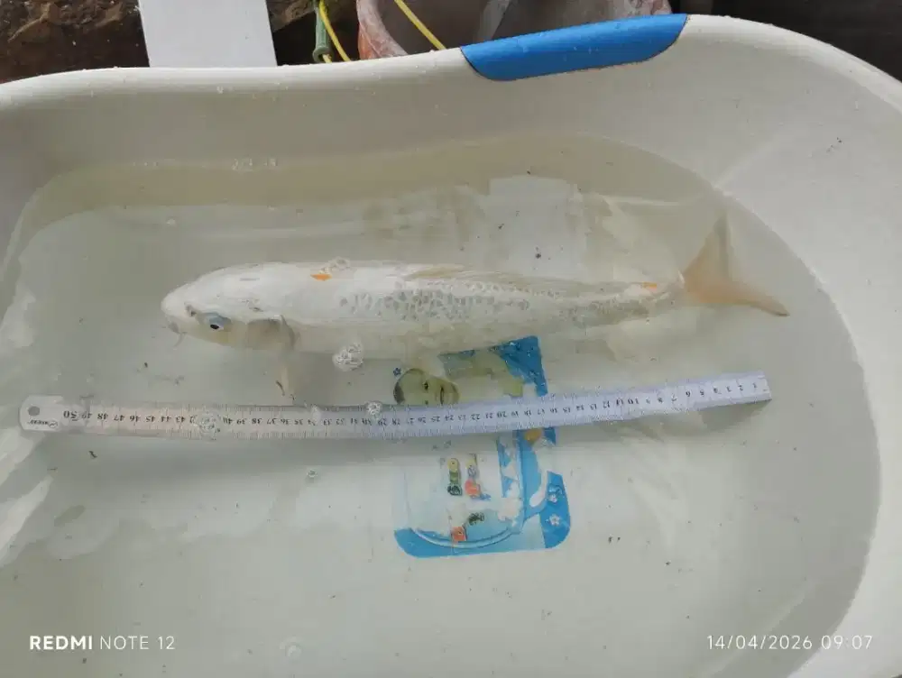 Jual ikan koi murah