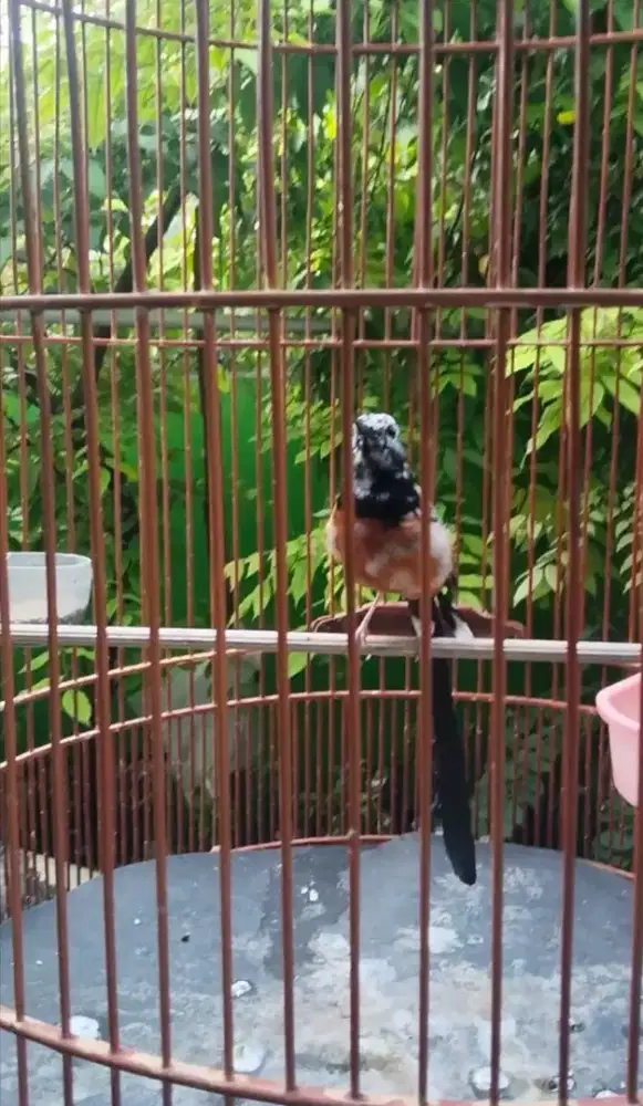 Jual murai batu blorok