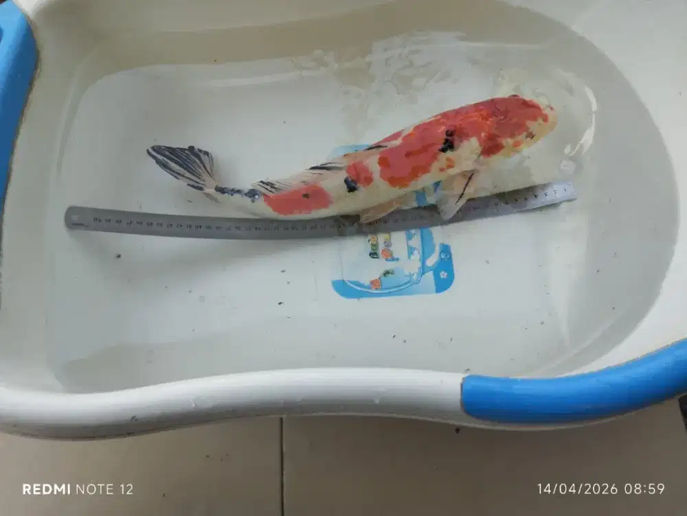Jual ikan koi murah meriah