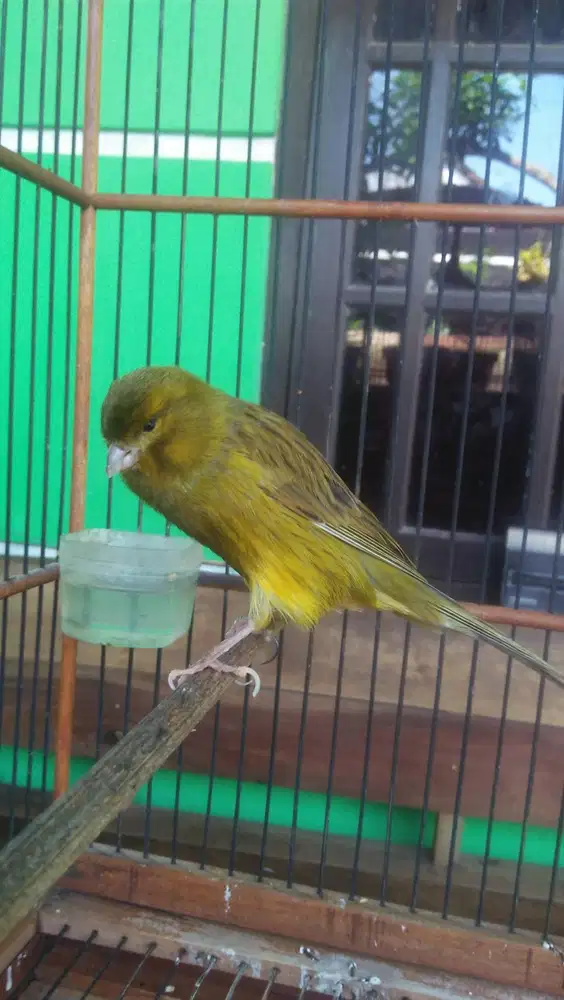 Kenari F2ys jantan muda