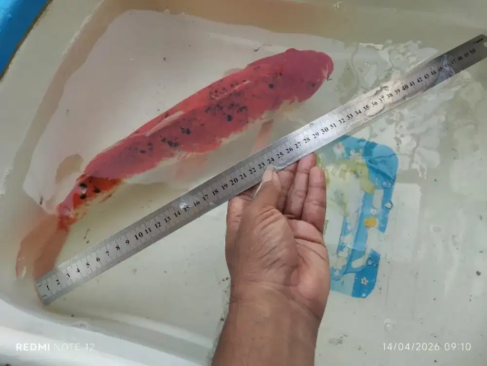 Jual ikan koi murmer