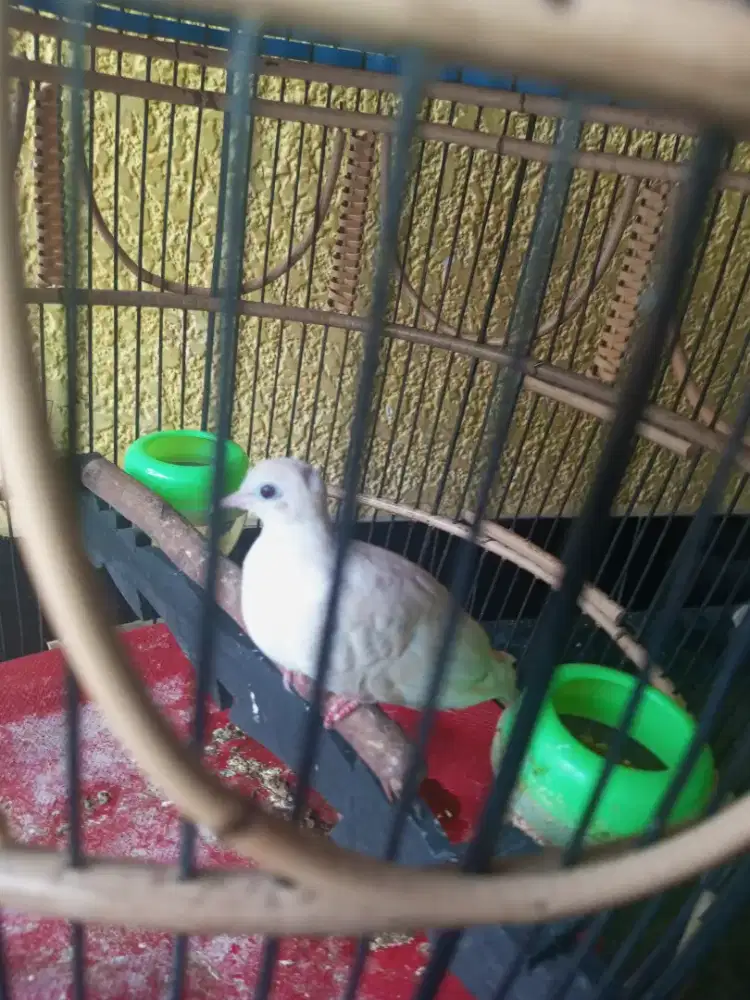 Burung Perkutut Putih Jantan
