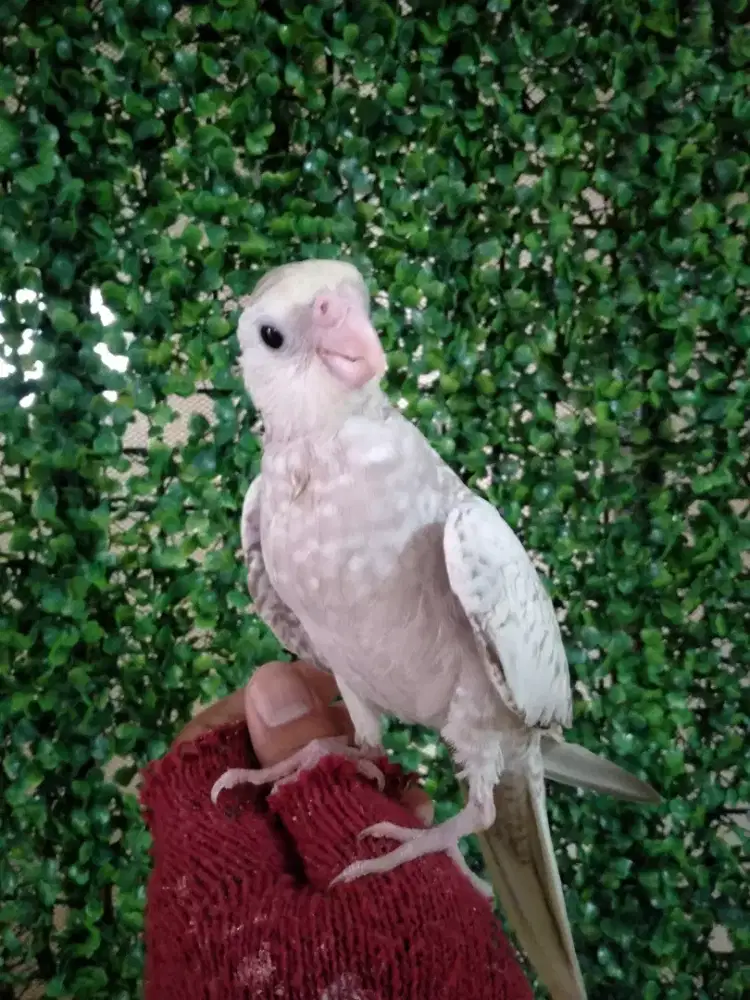 Burung falk Australia