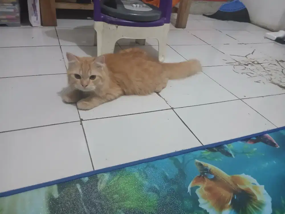 Free adopt kucing