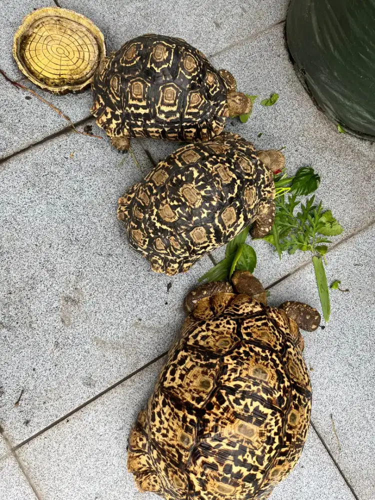 Kura kura Pardalis / Torto / Tortoise Pardalis