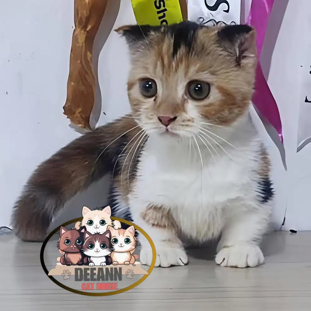 Kucing Munchkin Gaelic Calico
