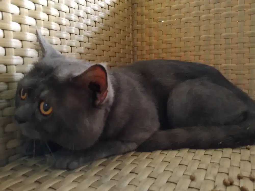 British Short Hair jantan 2th