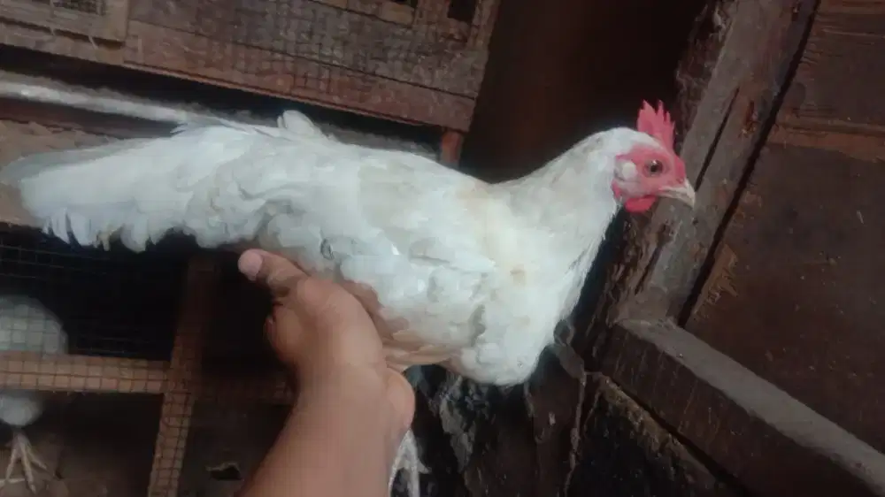 Betina induk ketawa durasi