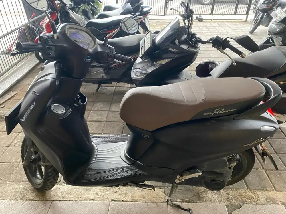 Grand Filano  black mamba