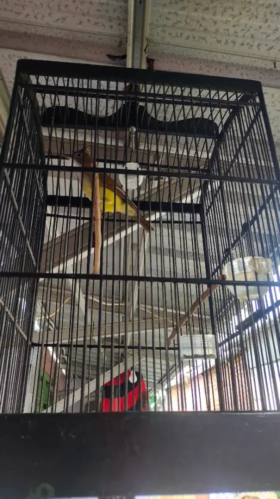 Jenggot Jawa Gacor dorr