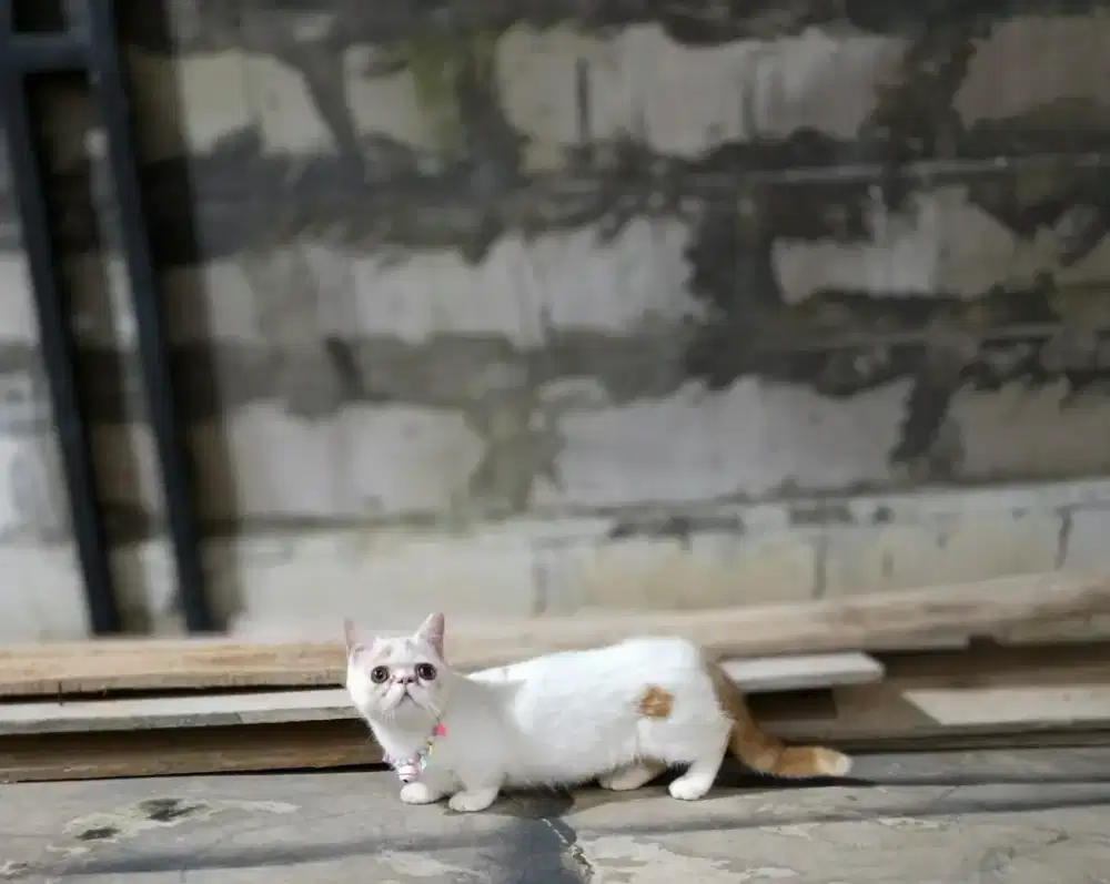 Muchkin exo peaknose