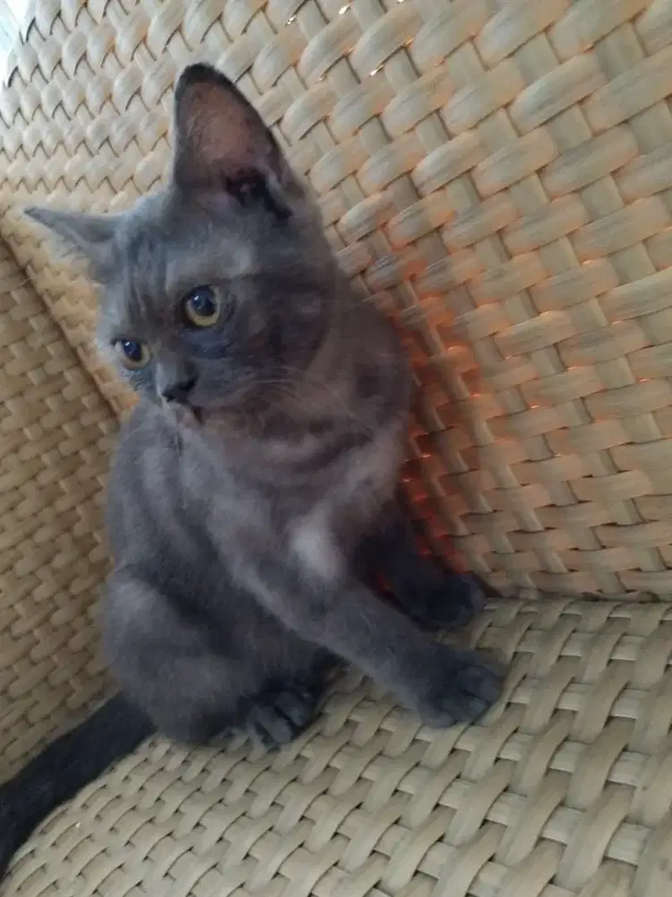 British Short Hair 8bln