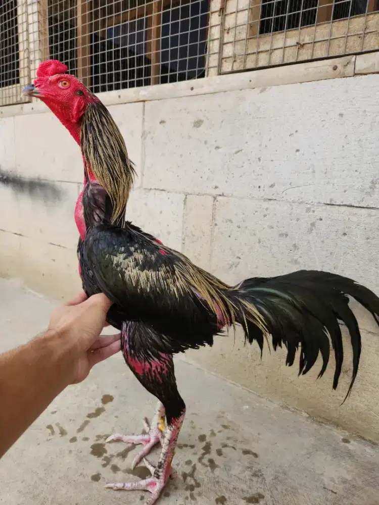 Ayam bangkok pamangon kondisi siap super