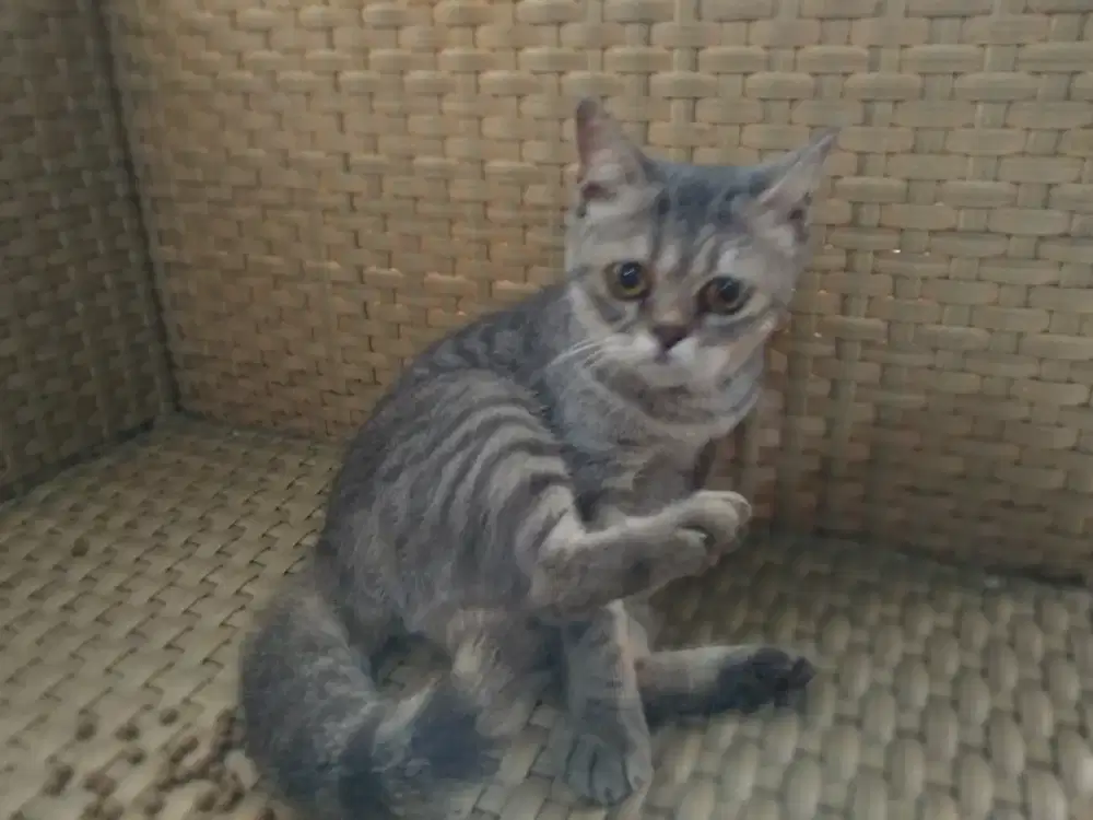 British Short Hair 10bulan