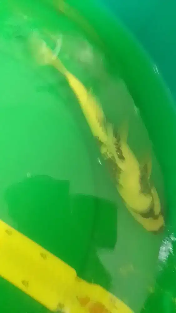 Ikan koi jenis Shiro 30cm pola original