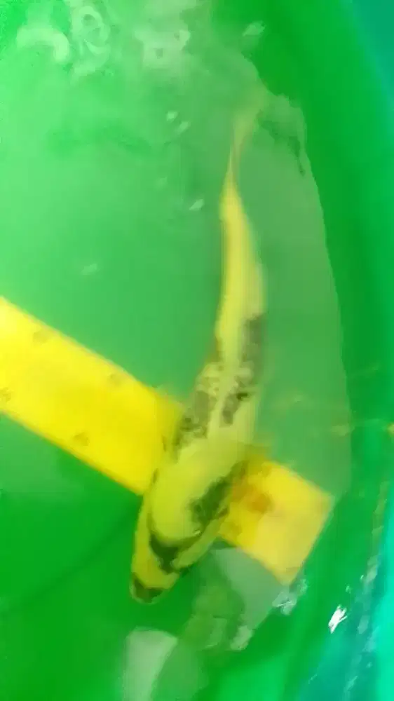 Ikan koi jenis Shiro ukuran 30cm