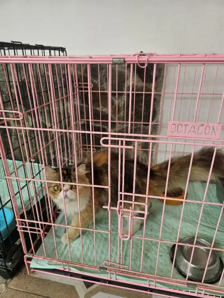 Peaknose mix munckin Betina umur 1 tahun