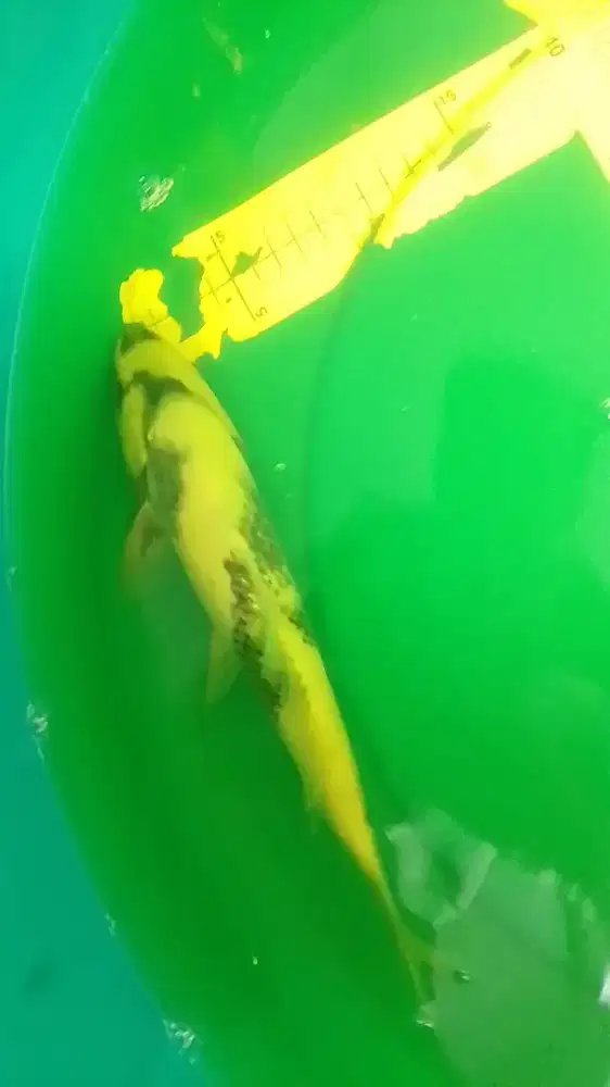 Ikan koi jenis Shiro 30cm pola bagus