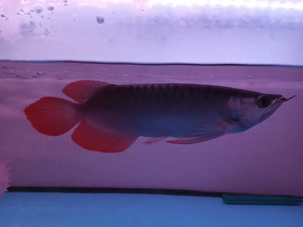 Arwana super red