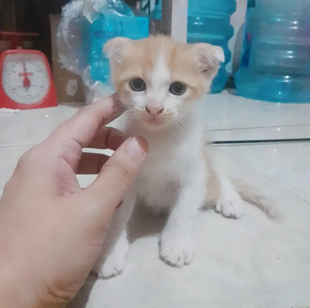 Scottish fold jantan