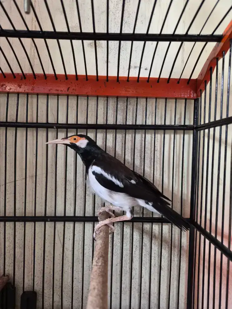 Burung jalak suren fullset burung jalak uren + kandang burung rumahan