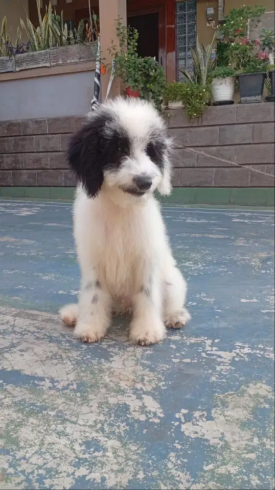 Anakan / Puppy / Puppies Giant Poodle