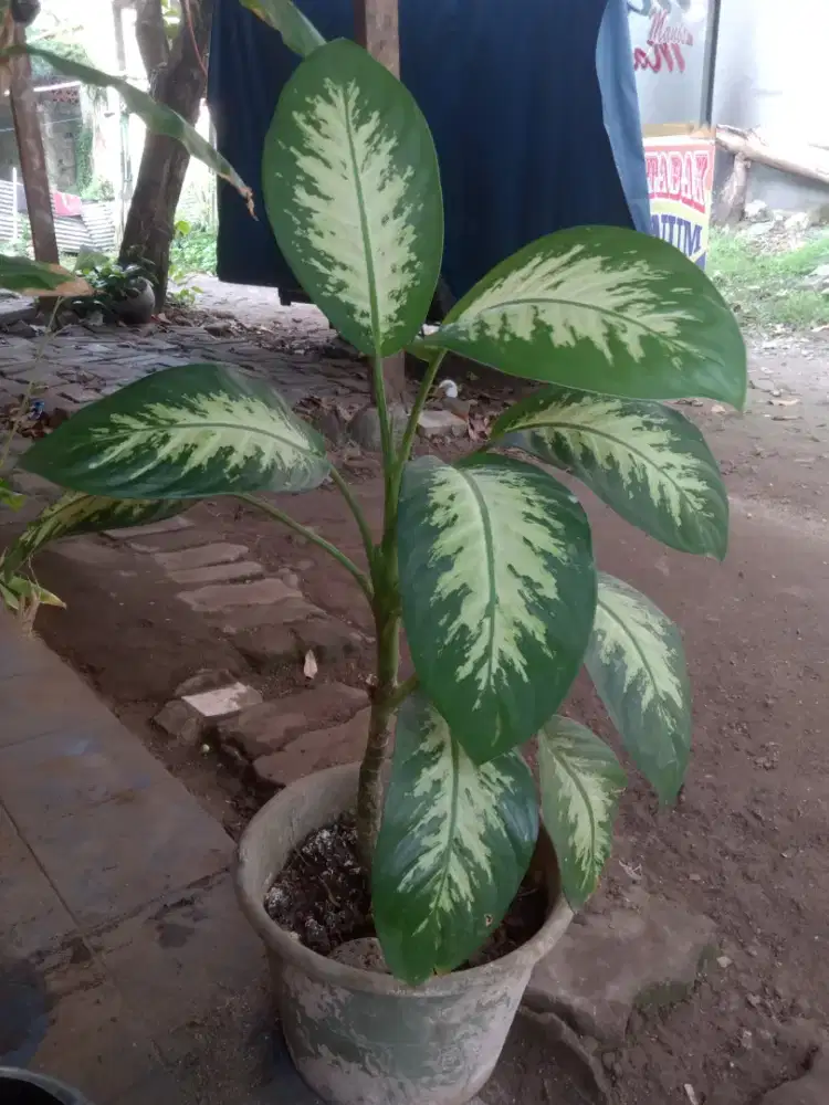 Jual bunga bertuah adem banget bagus