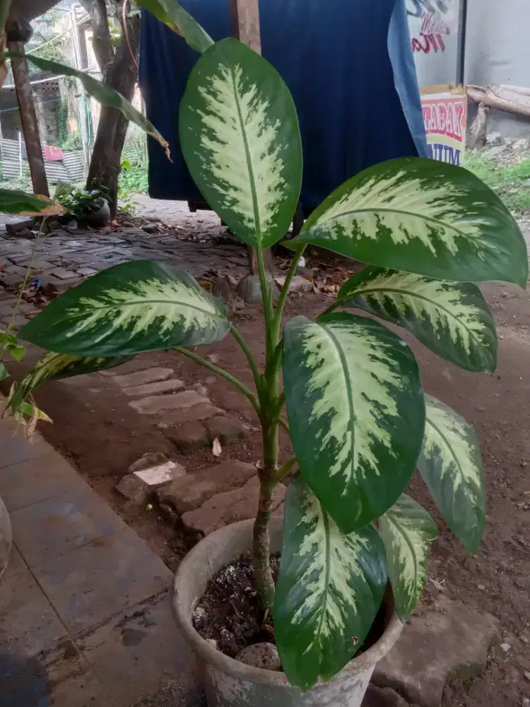 Jual pohon membawa keberuntungan masih segar