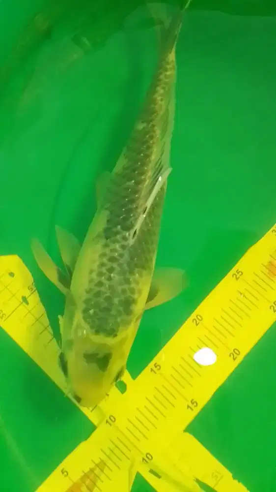Ikan koi jenis Kage Shiro antik 34cm