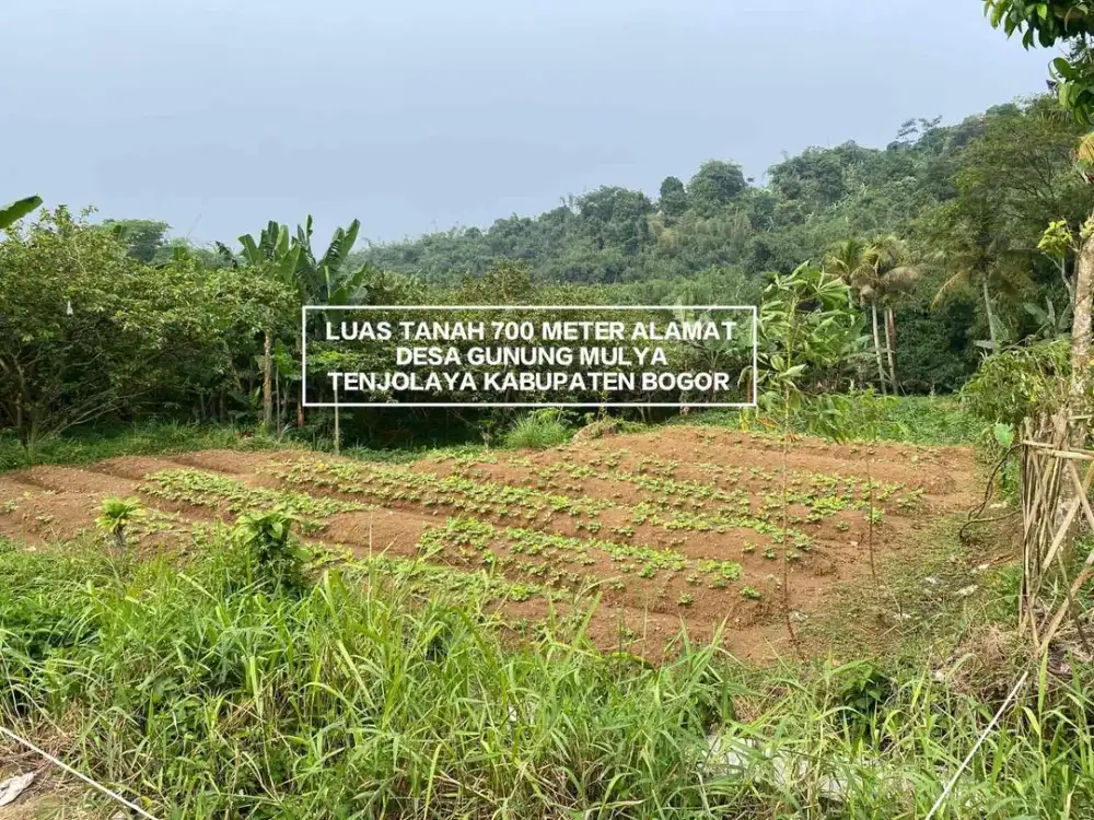 TANAH MURAH DAN STRATEGIS DI DESA GUNUNG MULYA TENJOLAYA BOGOR