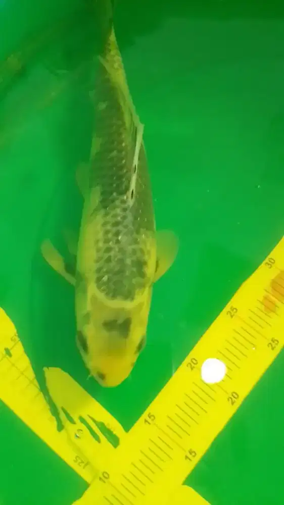 Ikan koi jenis Kage Shiro size 34cm bagus