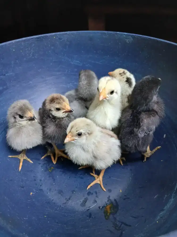 Doc Ayam Kampung 7 Ekor