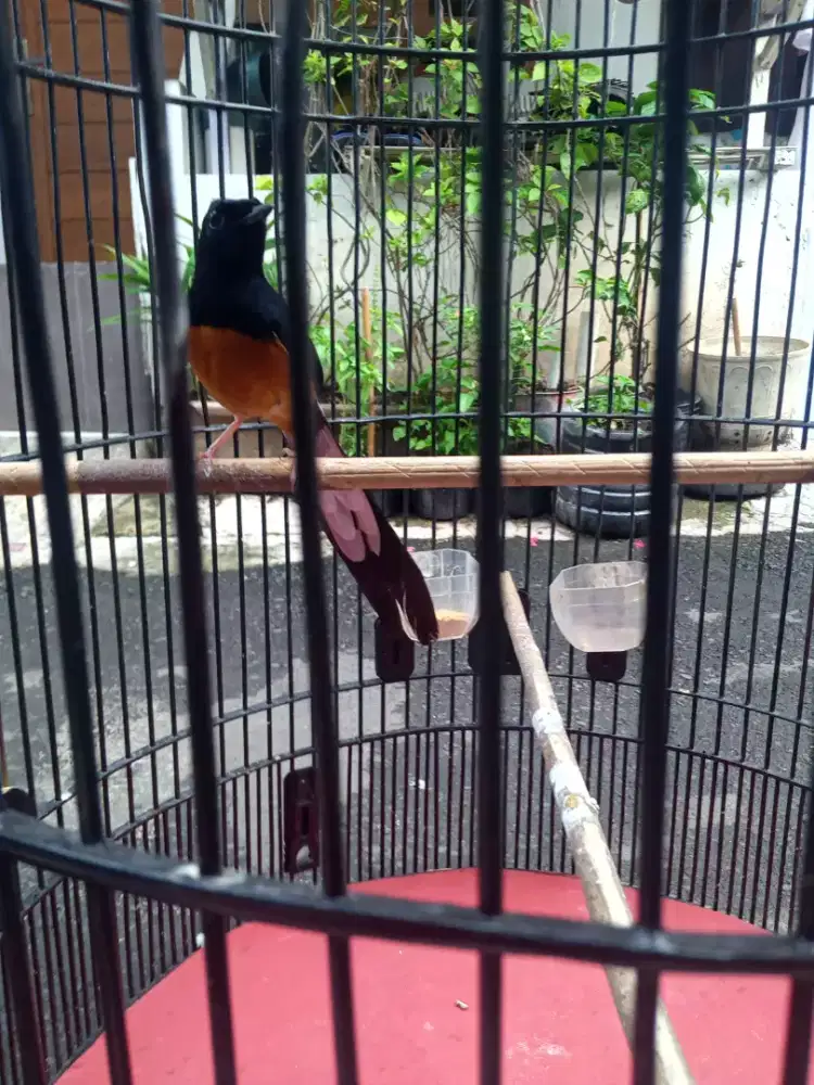 burung murai hutan