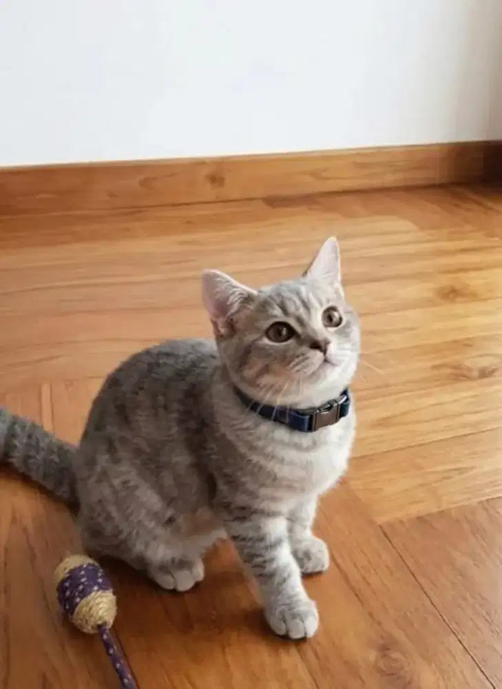 BSH Blue Tabby Jantan