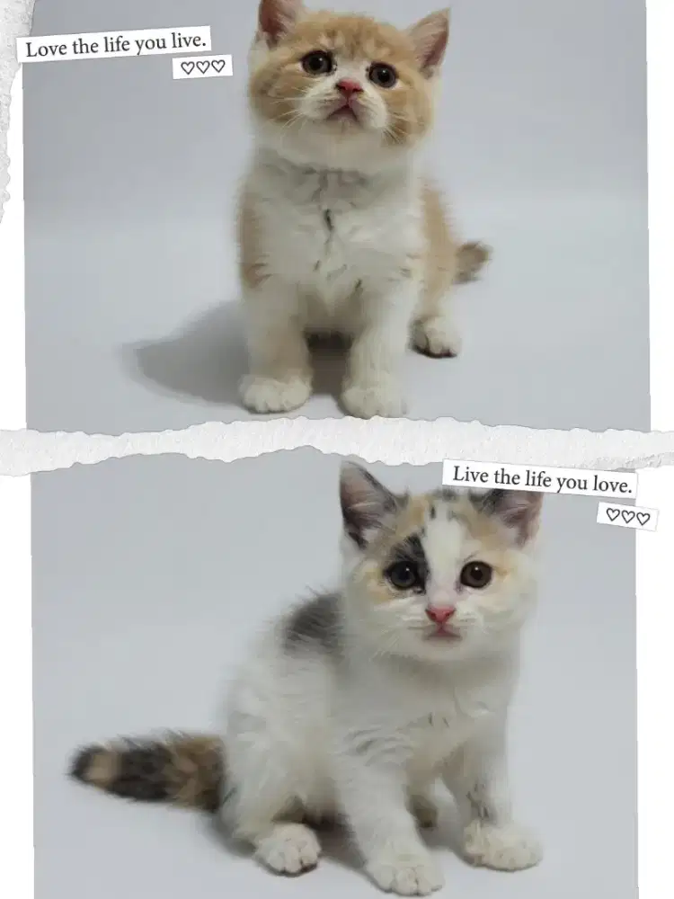 Sepasang BSH Bico Fawn dan BSH Calico Dilute Line Cinnamon Vietnam