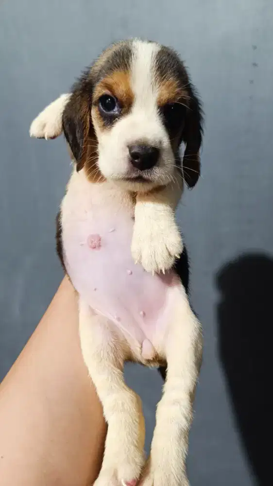 Anakkan Beagle non stbm