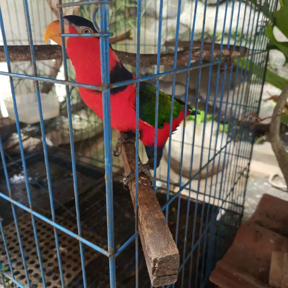 Noeray pala hitam (net)