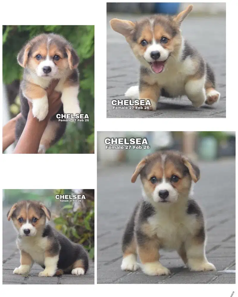 Pembroke welsh corgi puppy jantan & betina