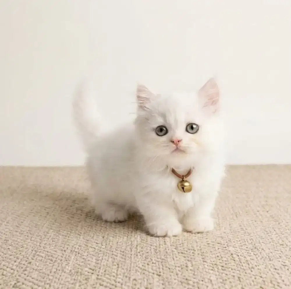 Munchkin Minuete White Solid Jantan