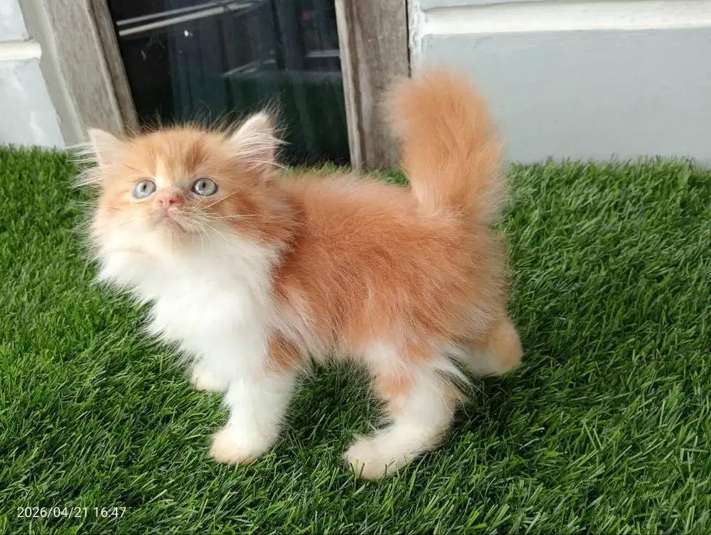 Persia longhair jantan