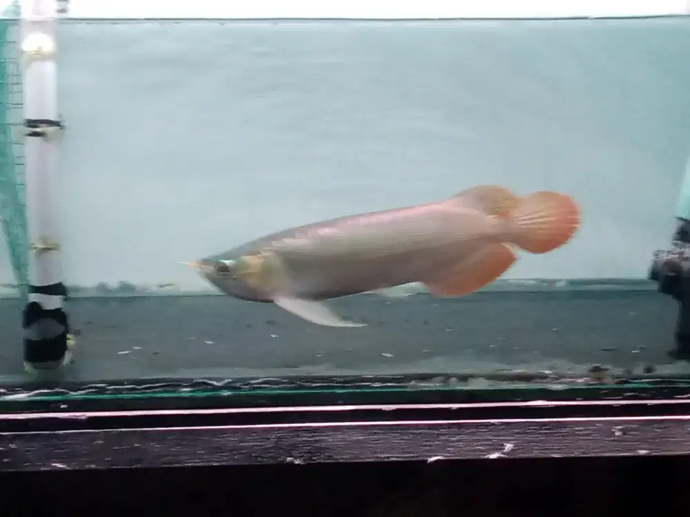 Ikan arwana super red