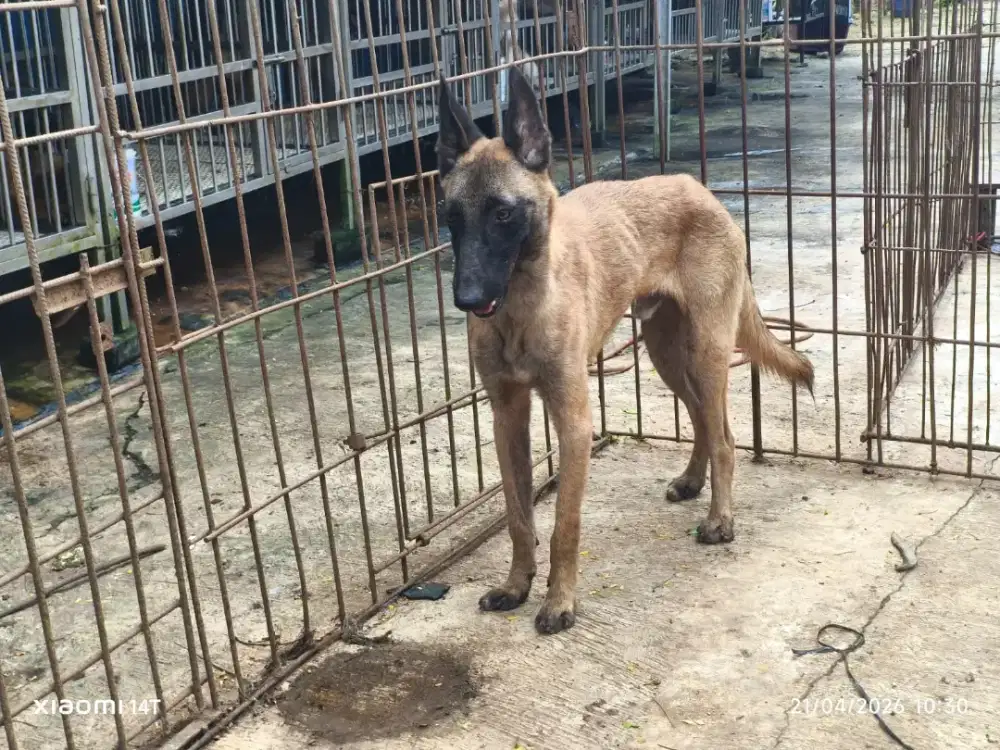 BELGIAN MALINOIS
