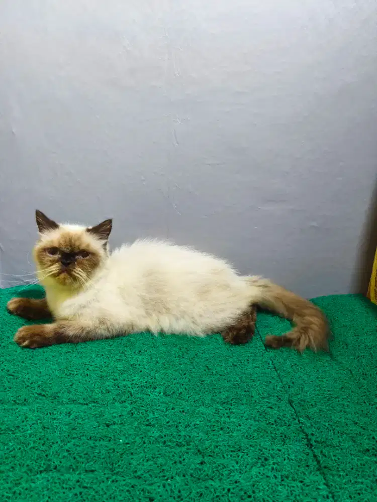 Himalaya Flatnose Betina