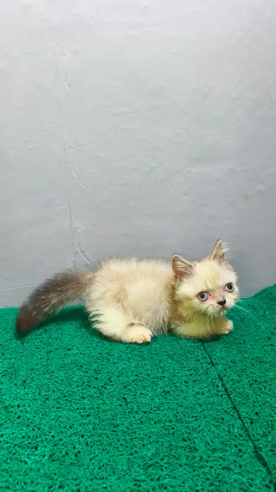 Munchkin Kitten