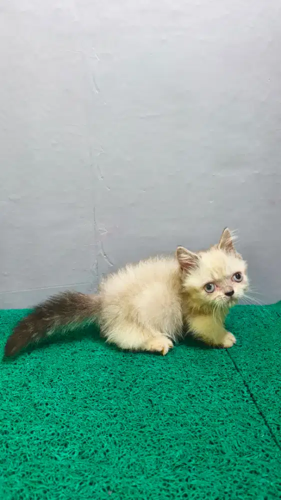 Kucing Munchkin Kitten