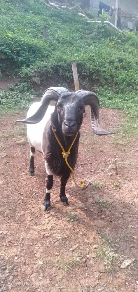 Domba Qurban Si Sambung