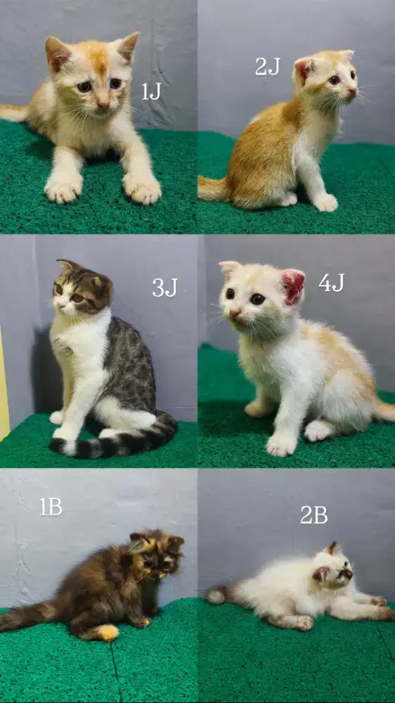 Kucing Telinga Lipat