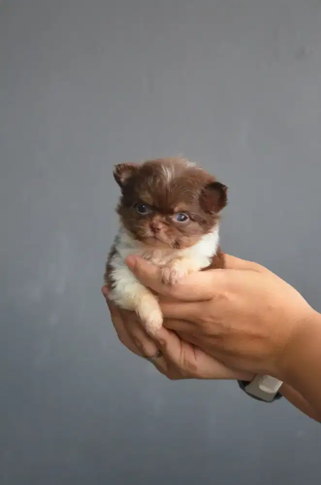 Chihuahua longhair betina