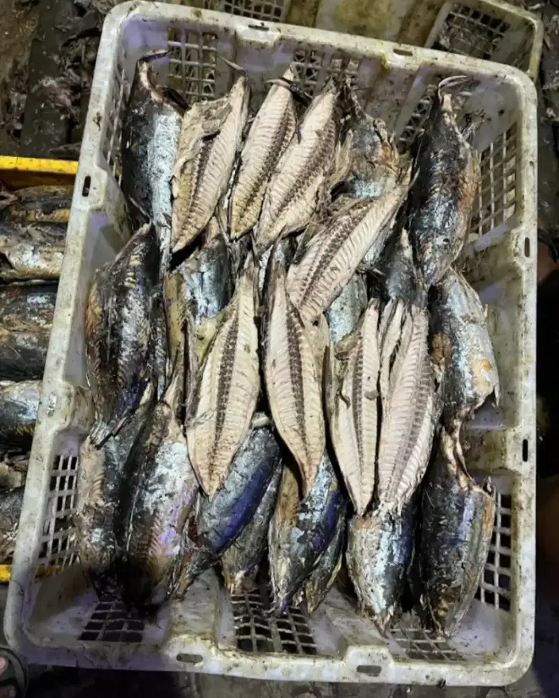 Supplier Ikan Cue Tangerang